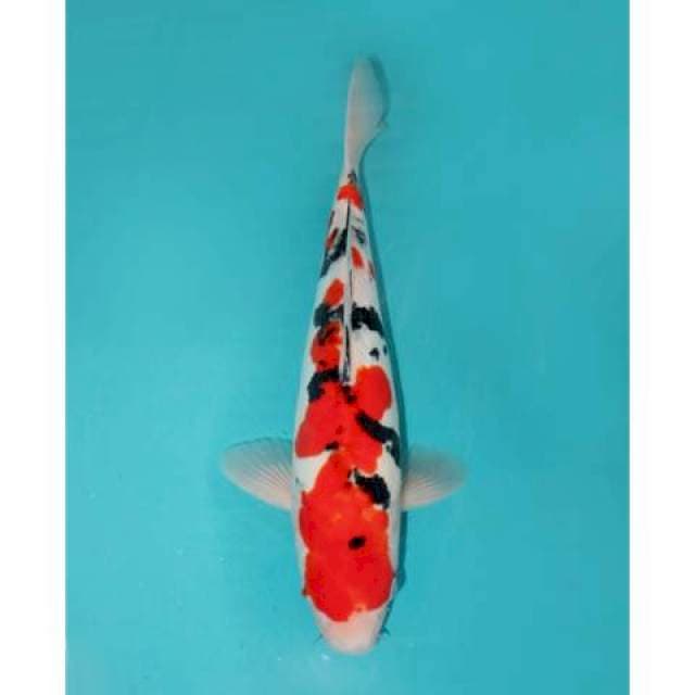 DOITSU SANKE 35 CM