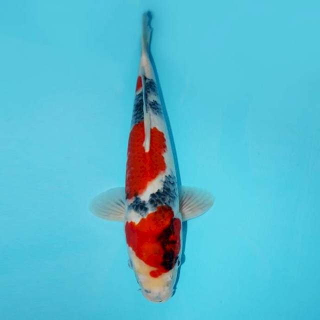SHOWA TATEGOI 37 CM