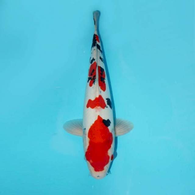 SANKE DOITSU 37 CM