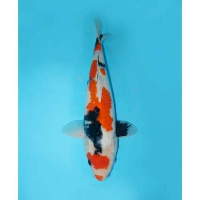 SANKE 42 CM