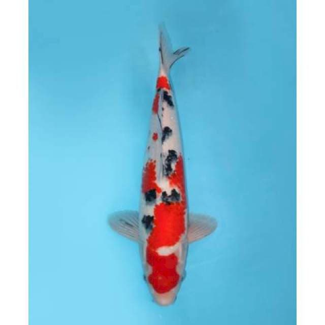 SANKE 43 CM