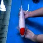Red blood Tancho kohaku 30 cm
