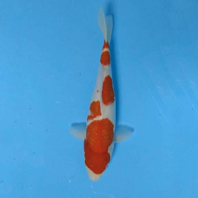Kohaku