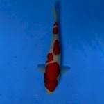 Kohaku