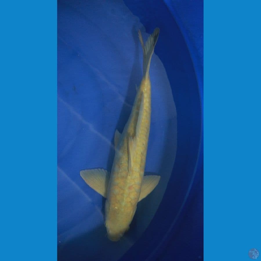 soragoi 56 cm Male