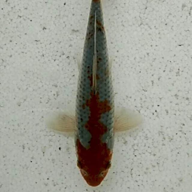 Ochiba pattern kepala sisik biru 23cm