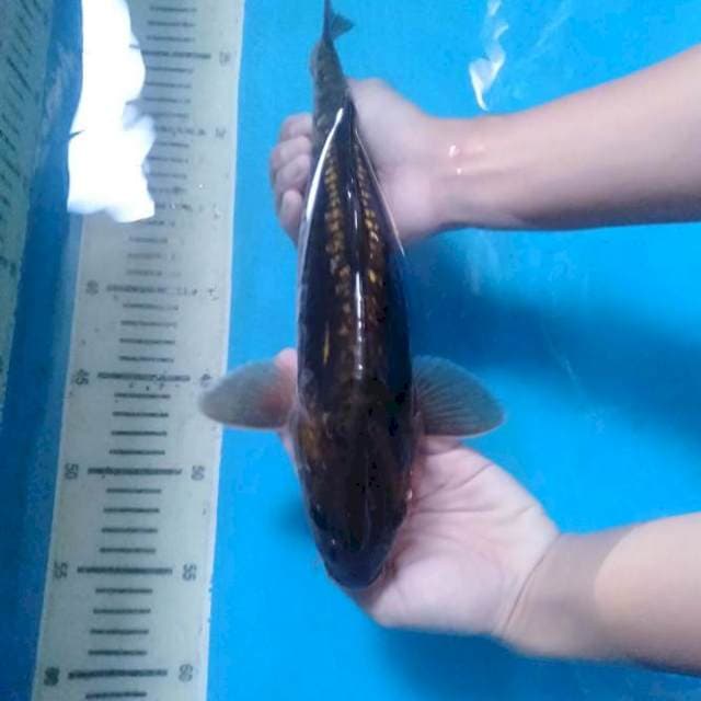 Unique Karasugoi Aragoke 31 cm.
