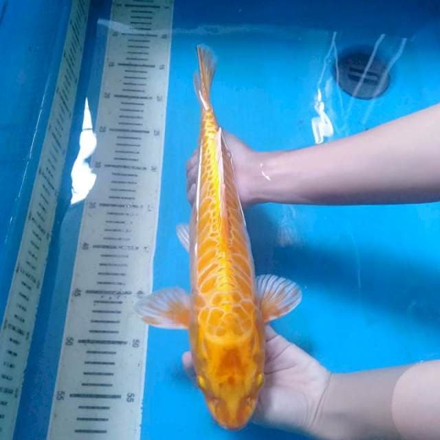 Unique Yellow Kawarimono Aragoke 36 cm.