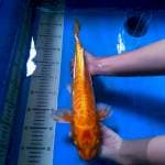 Unique Yellow Kawarimono Aragoke 36 cm.