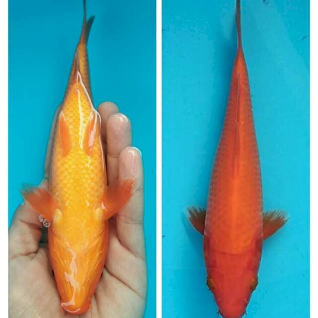 Benigoi full sampai puser 20cm
