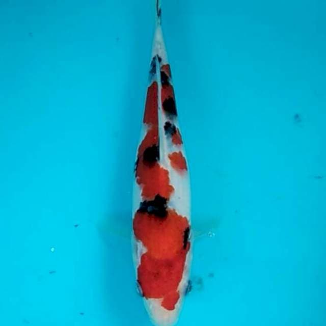 Baby sanke tategoi 23cm