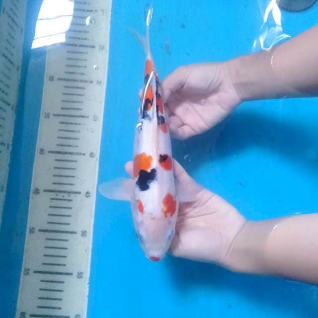 Cute Sanke Kid 26 cm.