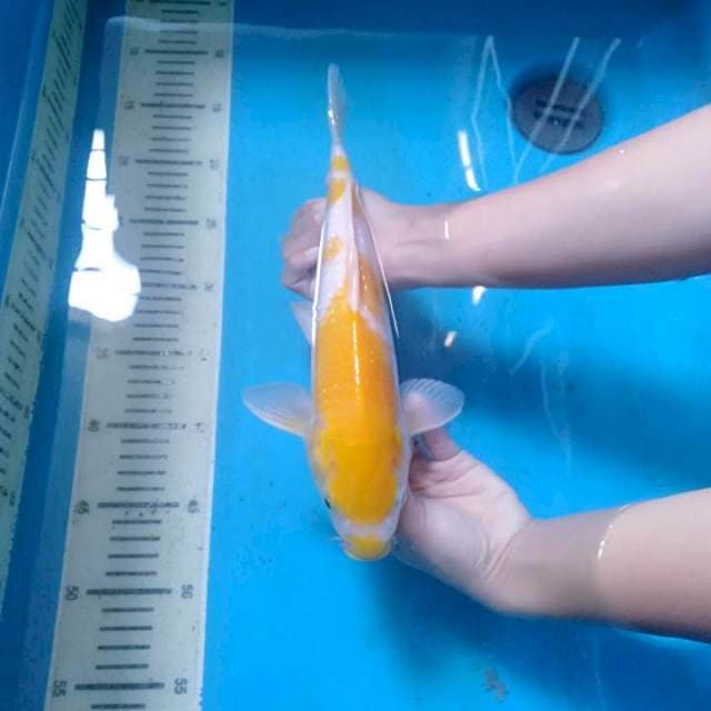 Langka Yellow Kucibeni Kohaku 30 cm.