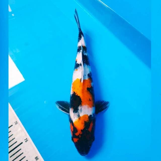 Showa 40 cm