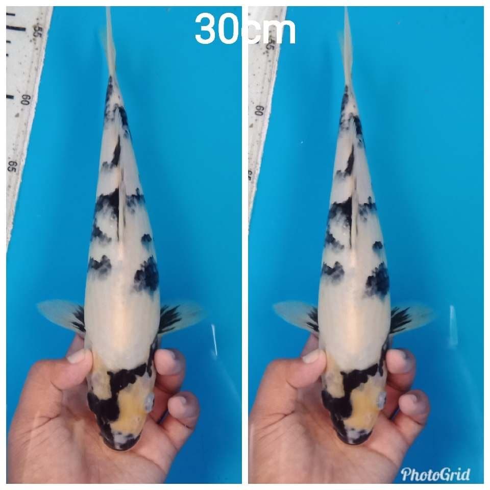 Shiro 30cm