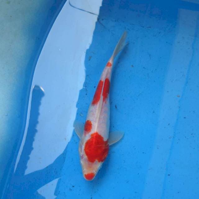 Kohaku Aragoke F1