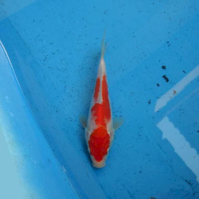 Kohaku Ori F1