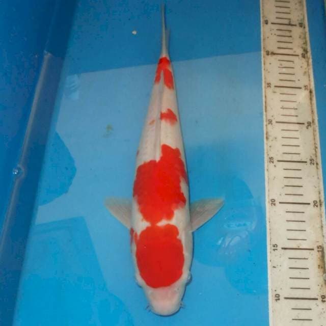36cm F1 KOHAKU BAGUS