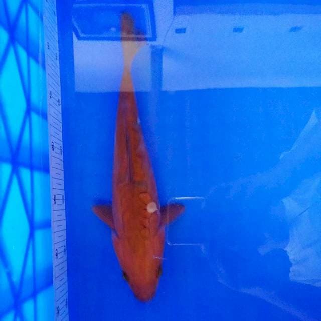Tembaga Naga