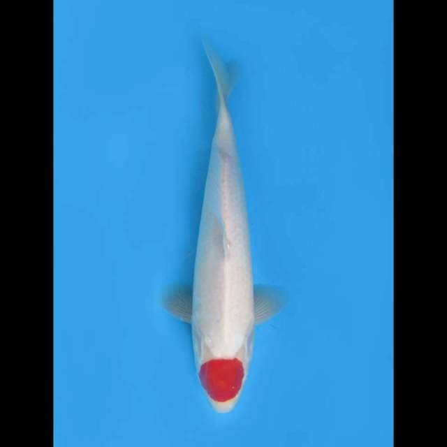 Tancho kohaku original, male, 30Cm