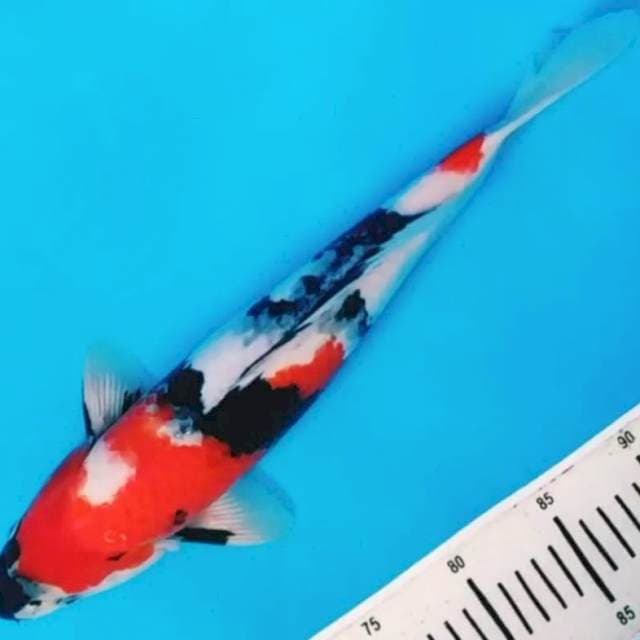 Showa tategoi  strong jantan 40 cm