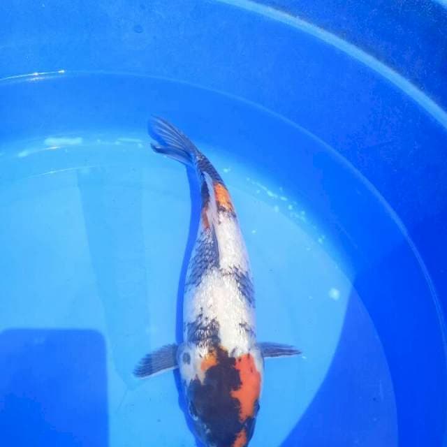 Showa Ginrin 30cm
