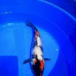 Showa Ginrin 30cm