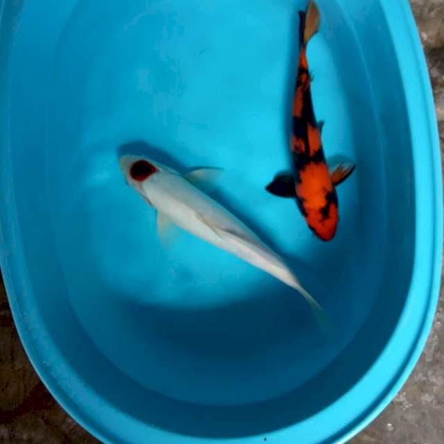 Jantan jantan