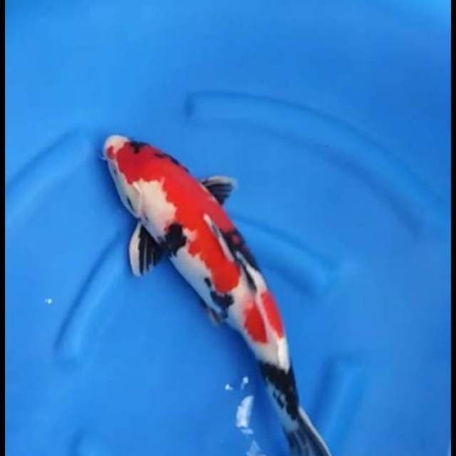 Super Red - Showa Sanshoku