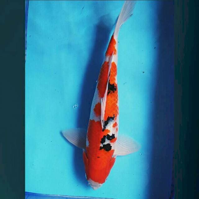 Male 45cm