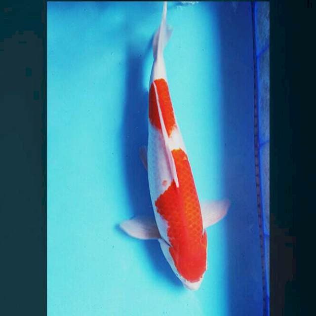 Merdeka 45cm male