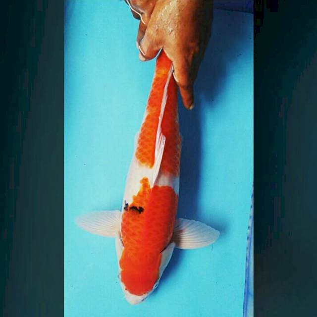 2step 48cm male