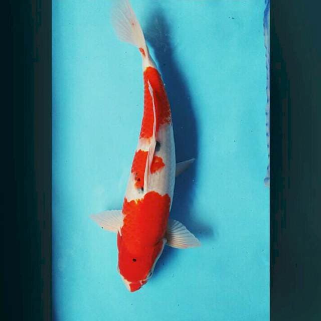 Sanke 43cm male