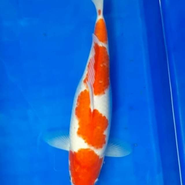 Kohaku 3 Step 35BU
