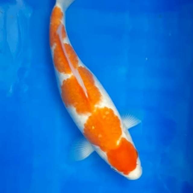 Kohaku 6 Step