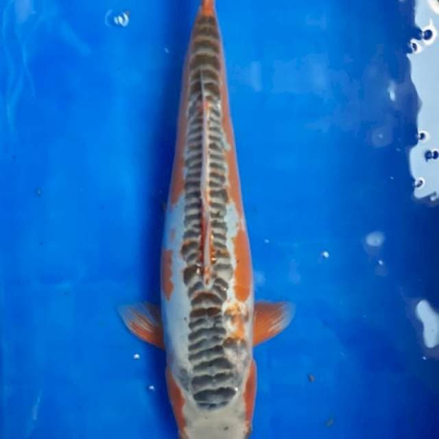 Shusui 35BU