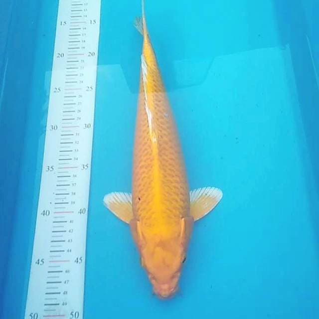 Yamabuki ogon 