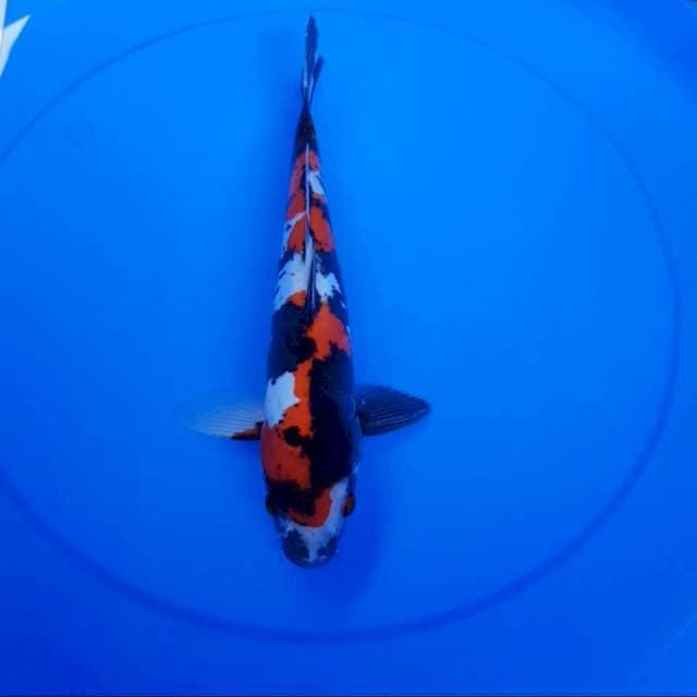 Doitsu showa 34 cm