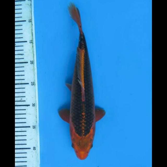 Aka Matsuba 40bu Male