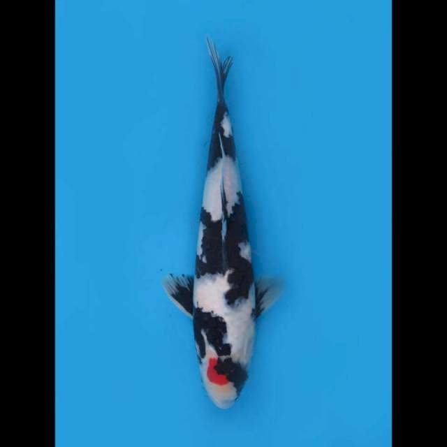 Tancho showa hitam, male ,35Cm