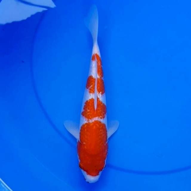 Kohaku ginrin 30 cm