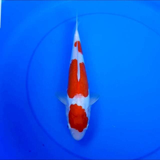 Kohaku doitsu 34 cm