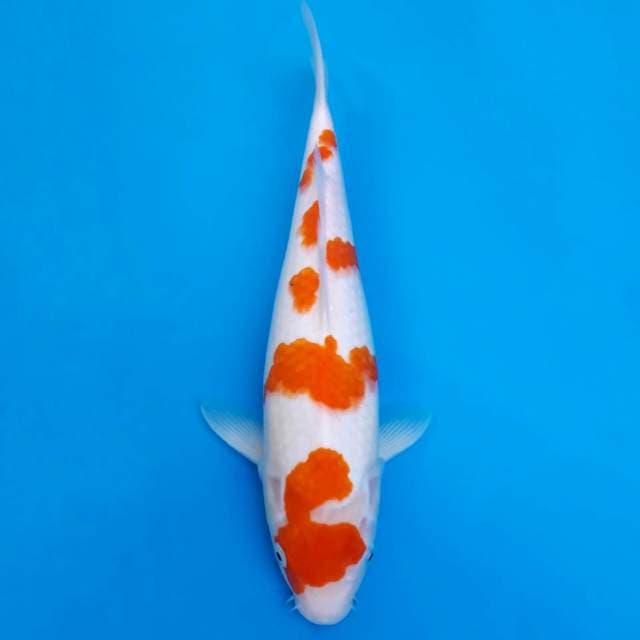 Maruten sakura kohaku