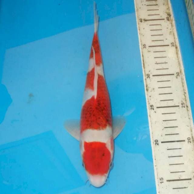 MARUTEN GOROMO