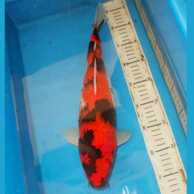 40cm F1 HI SHOWA MERONA