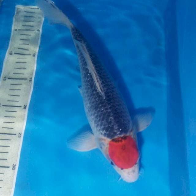 Tancho Goshiki Jantan 33 cm