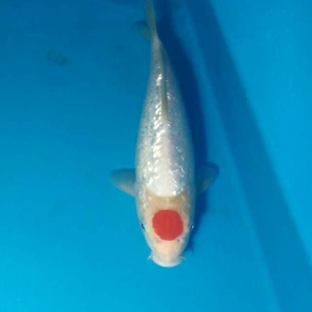 Tancho Kohaku Ginrin 26 cm