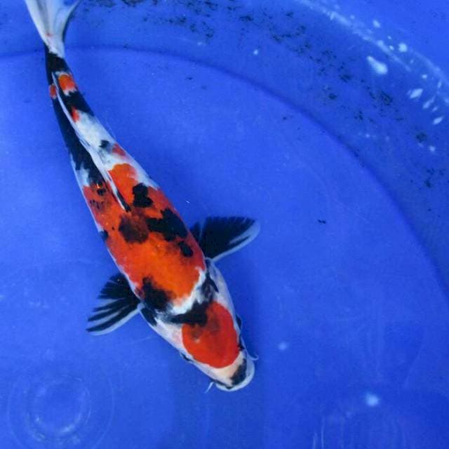 Showa maruten ±26cm
