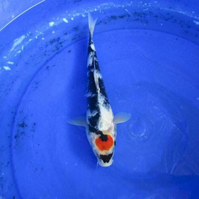 Tancho showa ±28cm