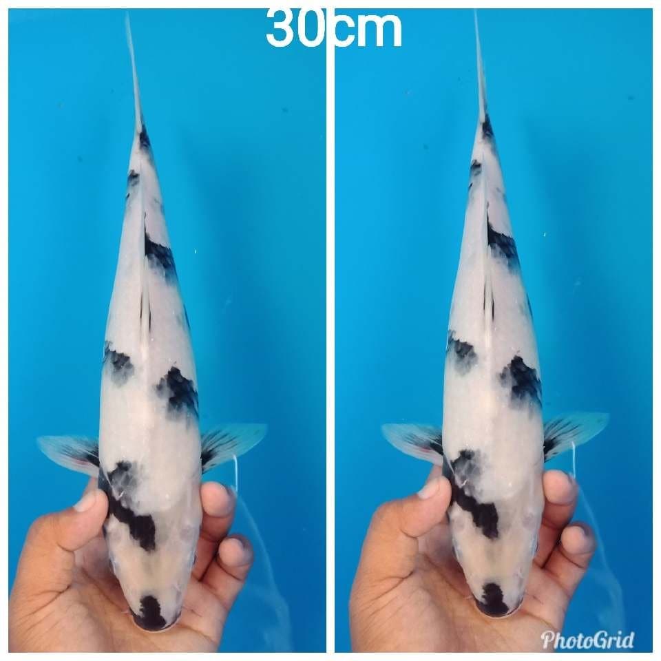 Shiro putih salju